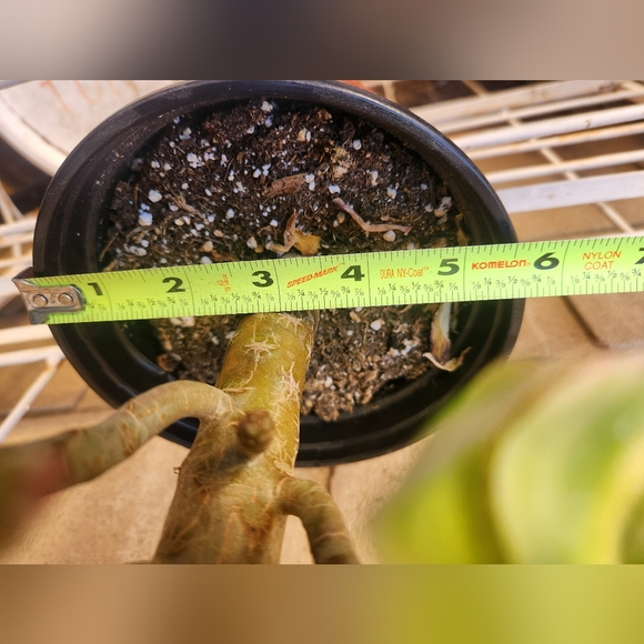 Aeonium Florecens Variegated | Tree Bonsi Cluster 6" Pot - Picture 10 of 13